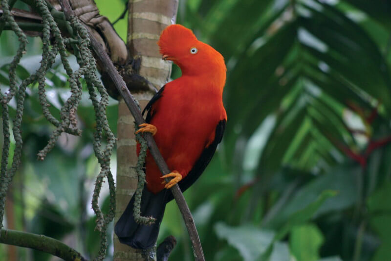 national bird of peru