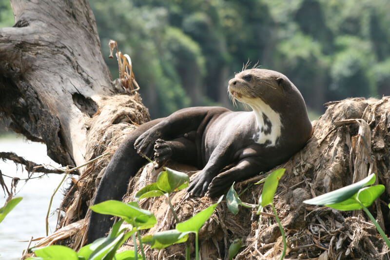 peru jungle