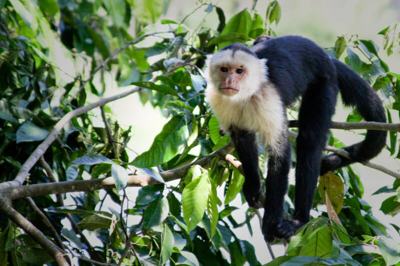 peru jungle