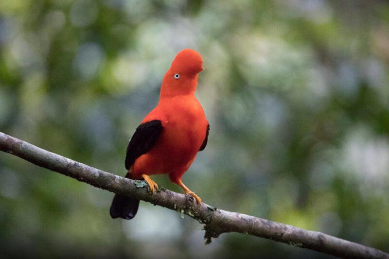 peru jungle