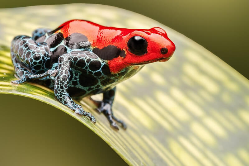 rare animals of the amazon