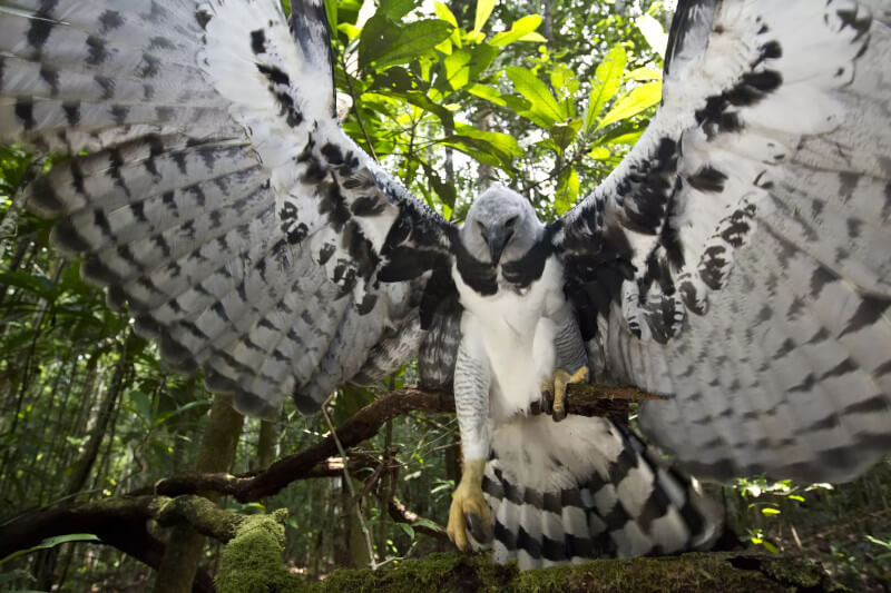 rare animals of the amazon