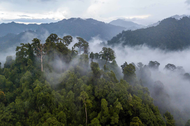 Amazon Rainforest Weather