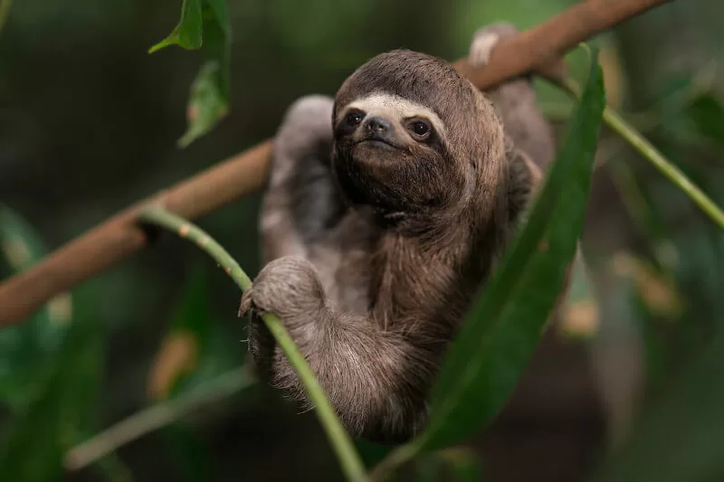 Peruvian Amazon Rainforest 