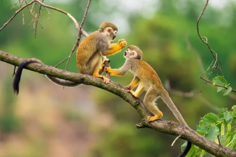 Peruvian Amazon Rainforest