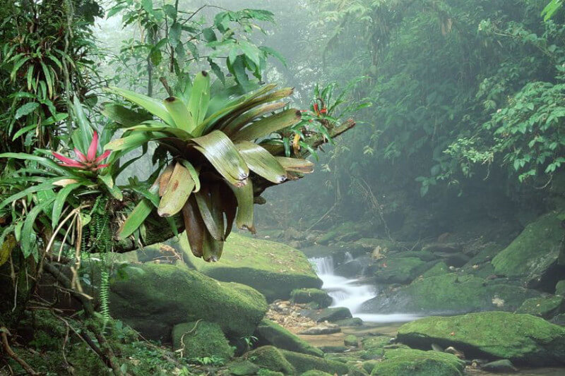 Peruvian Amazon Rainforest