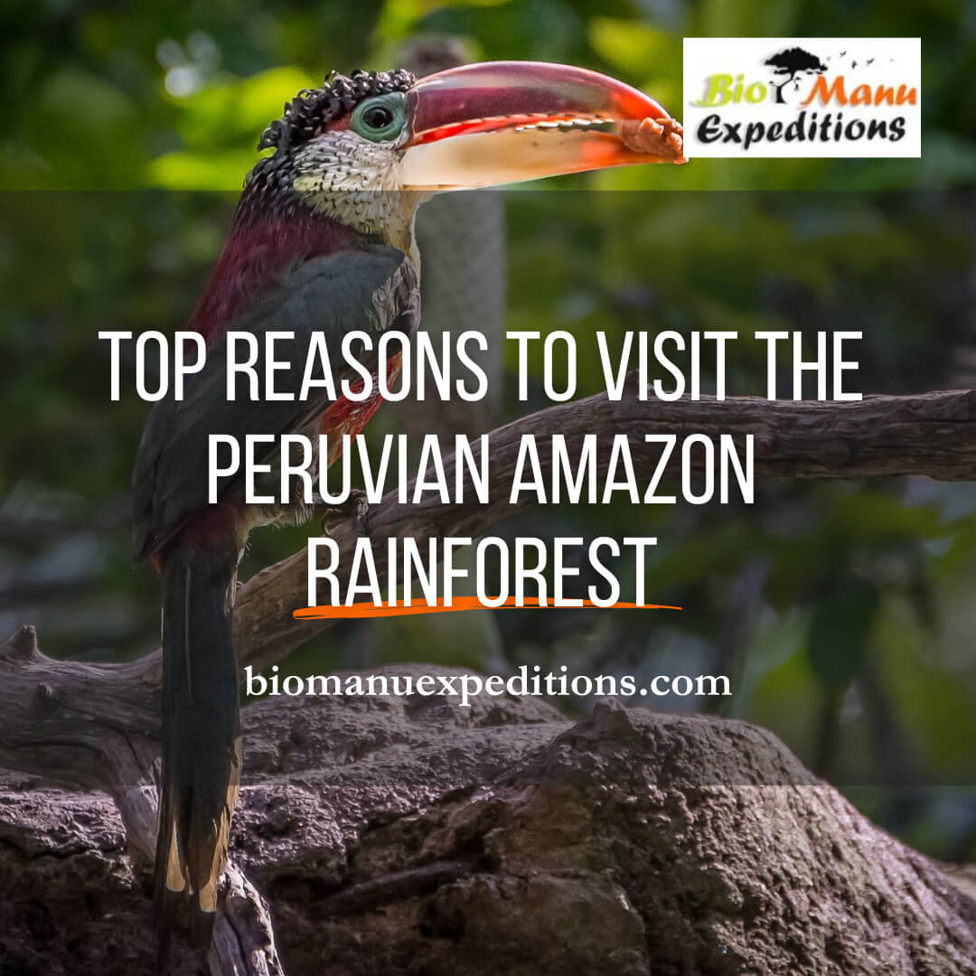 Peruvian Amazon Rainforest