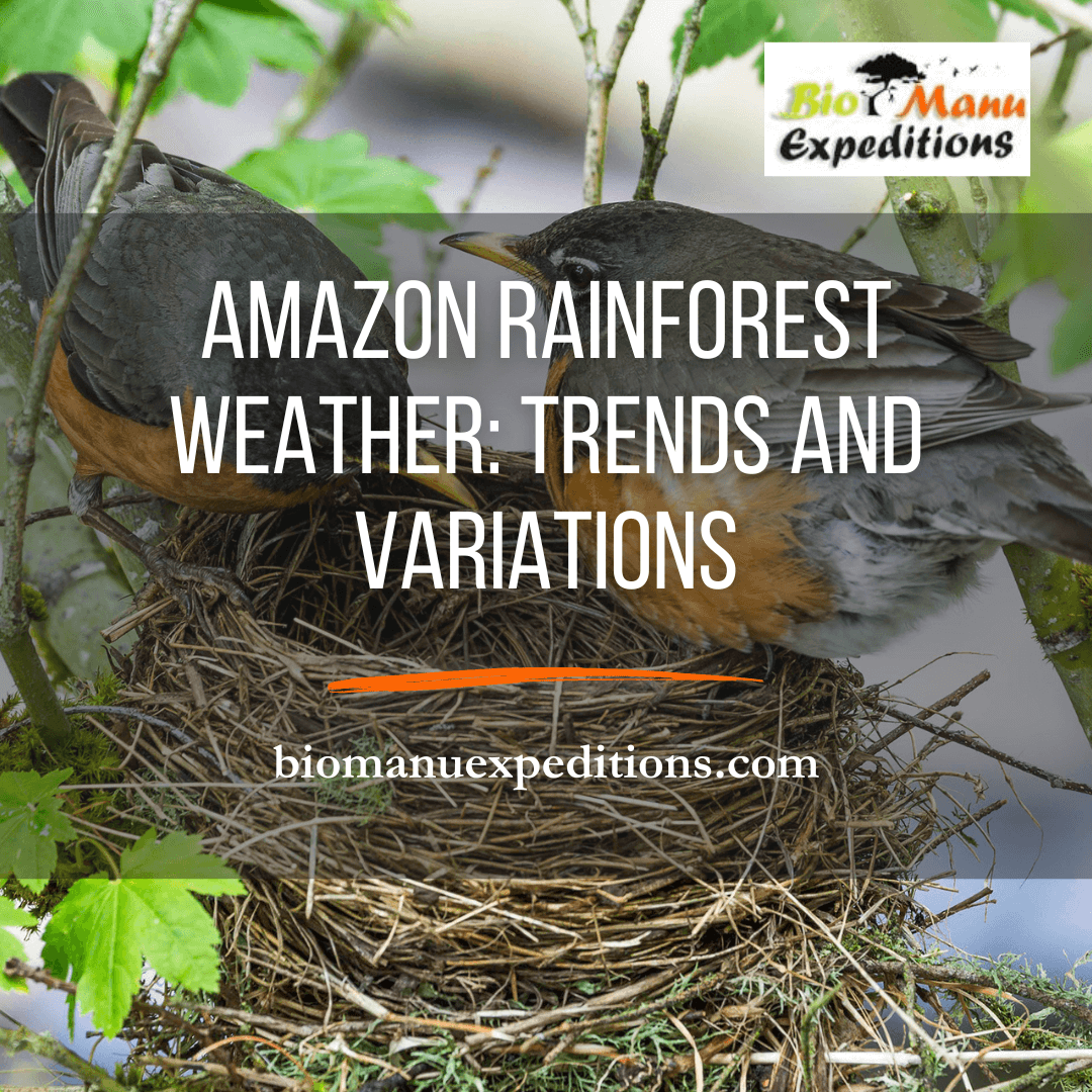 Amazon Rainforest Weather