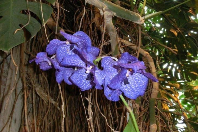 Cusco Amazon Jungle Tour 