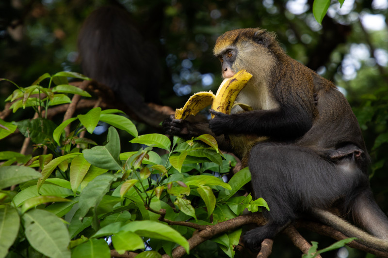 Cusco Amazon Jungle Tour 