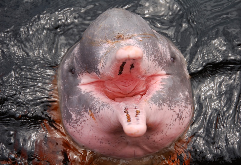 Pink Amazon River Dolphin