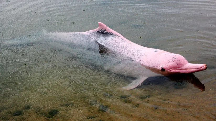 Pink Amazon River Dolphin