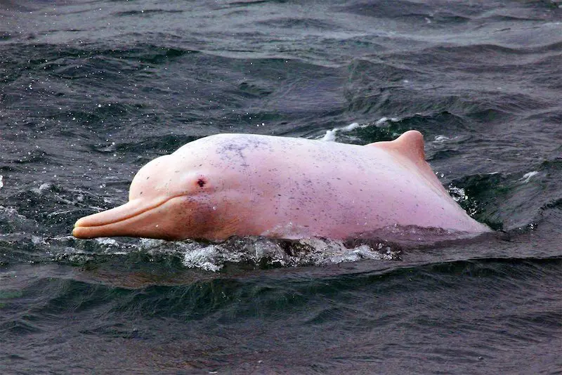 Pink Amazon River Dolphin