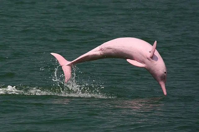 Pink Amazon River Dolphin