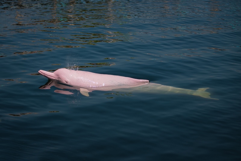 Pink River Dolphins