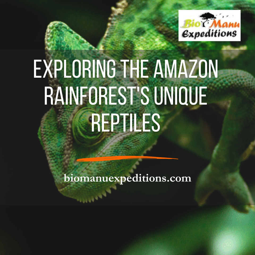 Exploring the Amazon Rainforest's Unique Reptiles