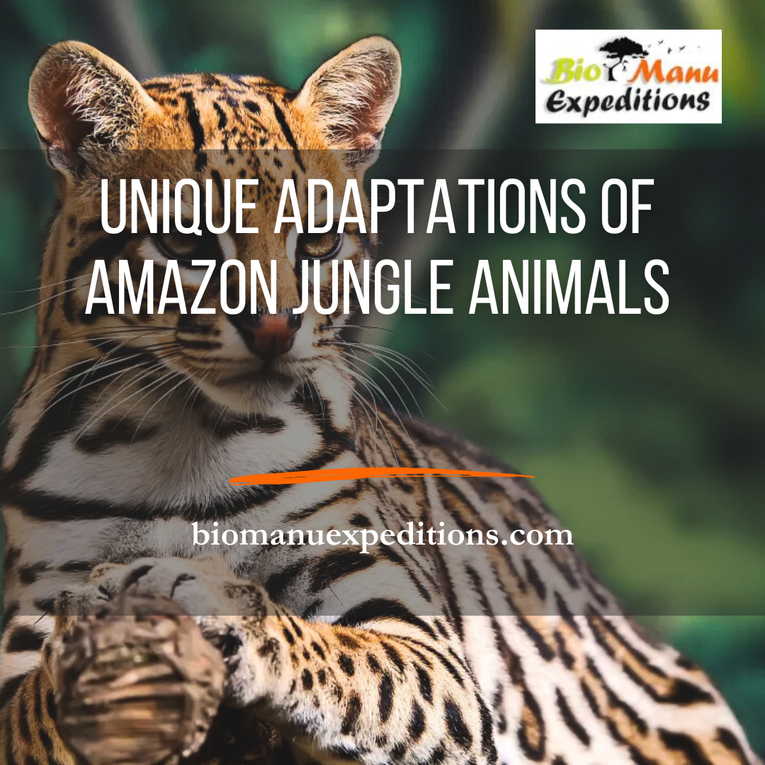 Unique Adaptations of Amazon Jungle Animals