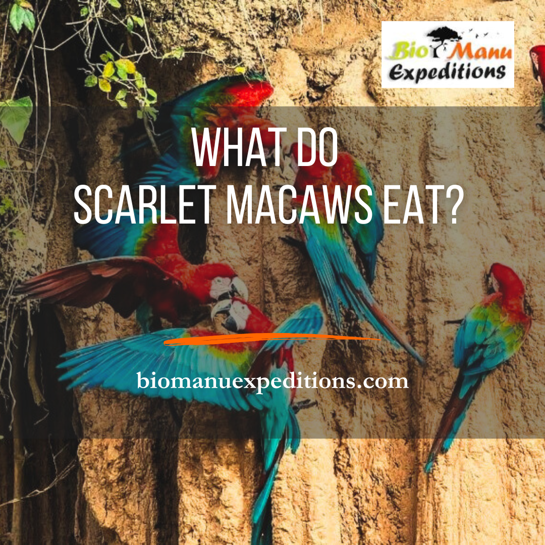 What do Scarlet Macaws Eat?