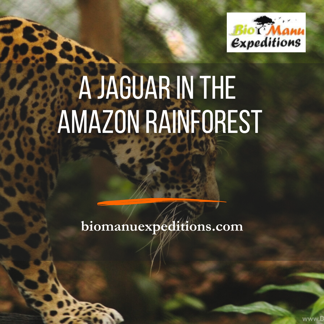 A Jaguar in the Amazon Rainforest