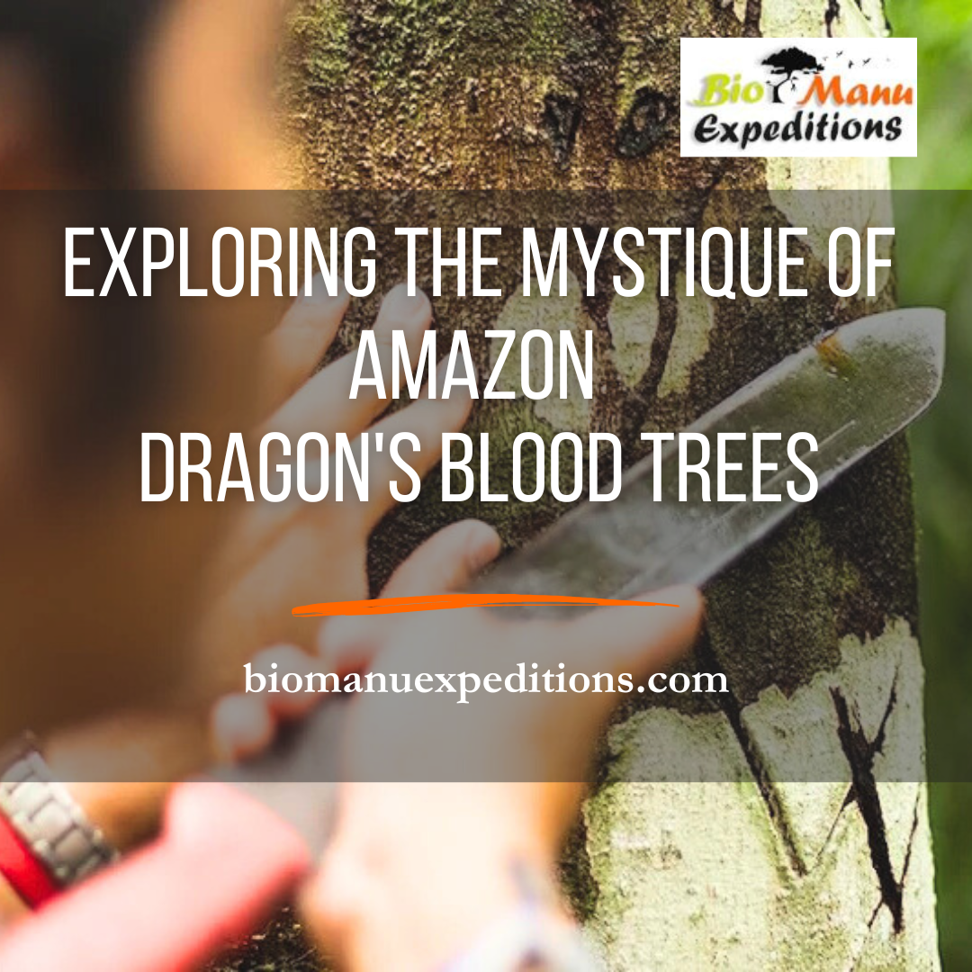 amazon's Dragon Blood Tree