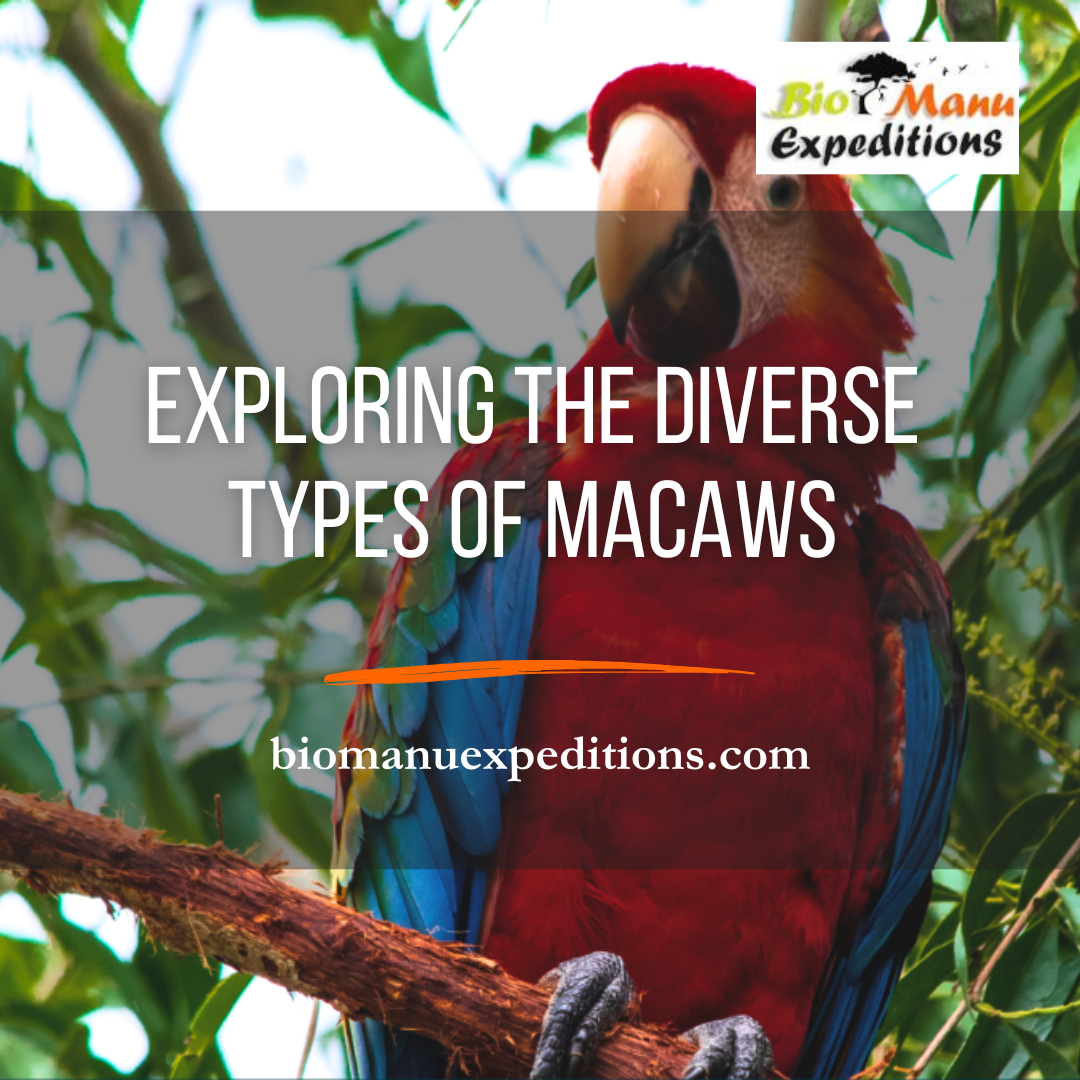 Exploring the Diverse Types of Macaws