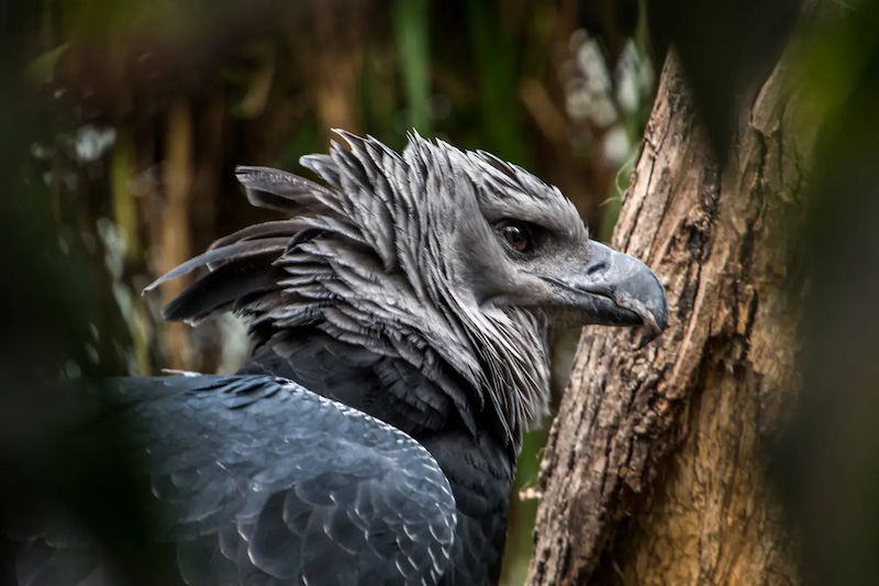 Harpy Eagle