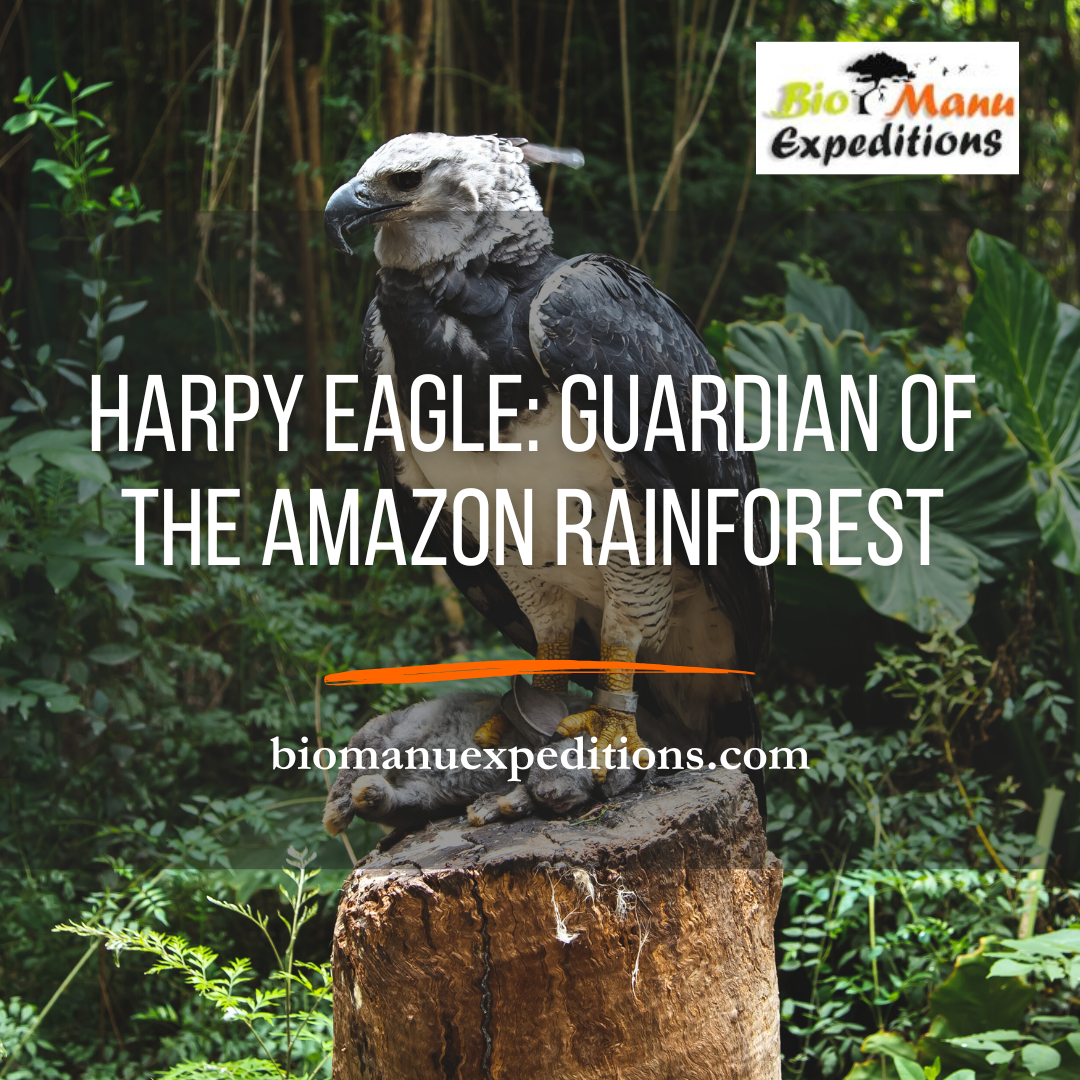 Harpy Eagle: Guardian of the Amazon Rainforest