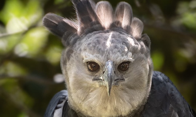 Harpy Eagle