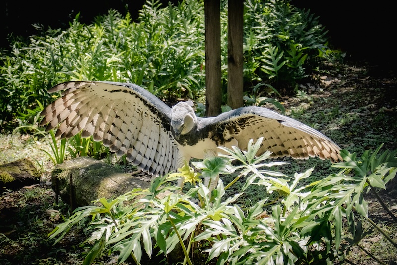 Harpy Eagle