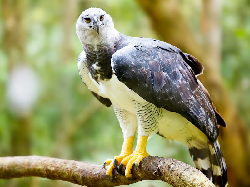 Harpy Eagle