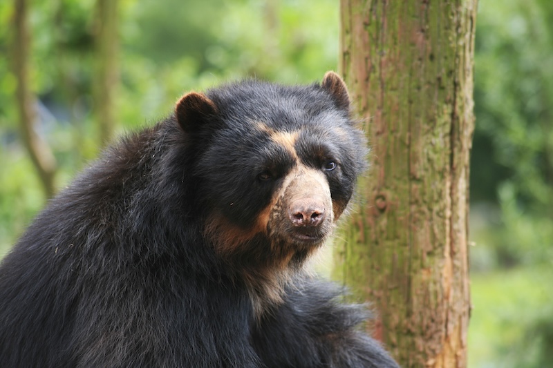 Spectacled Bear