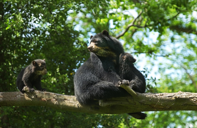 Spectacled Bear