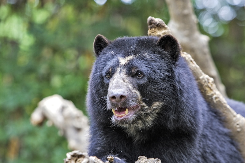 Spectacled Bear