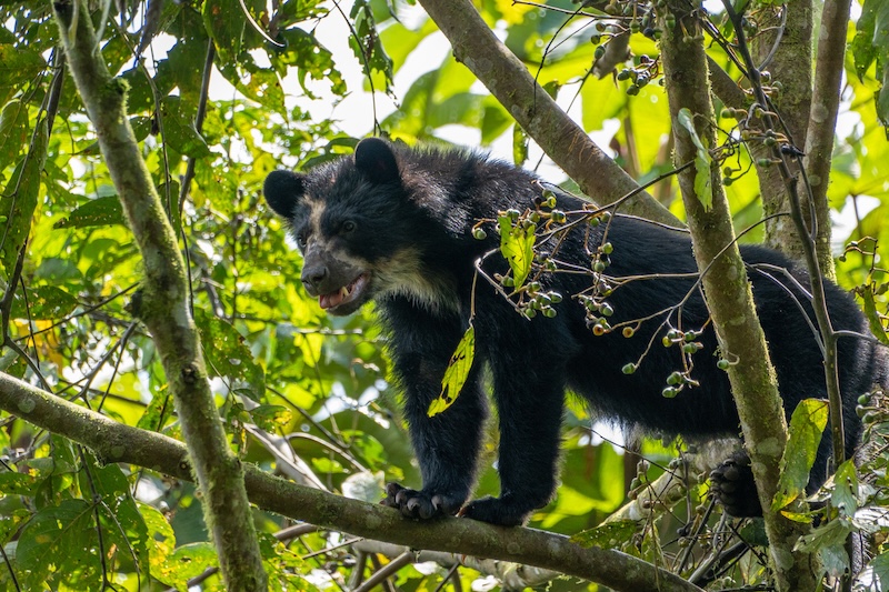 Spectacled Bear