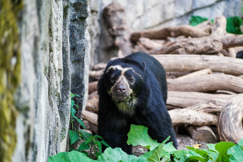 Spectacled Bear