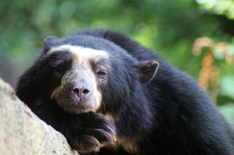 Spectacled Bear