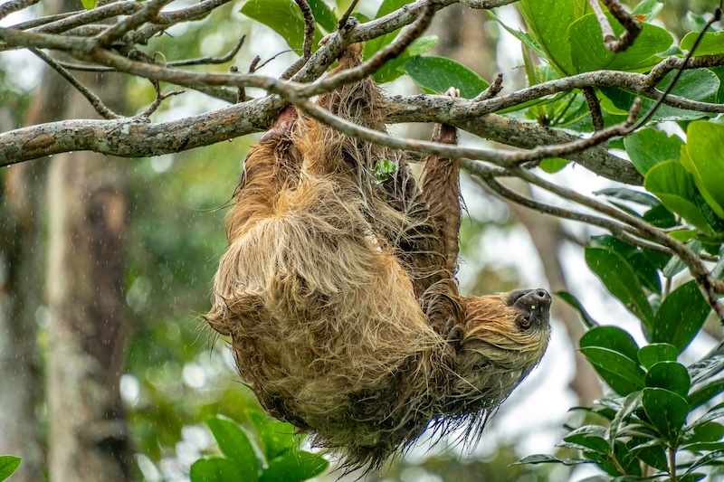 Sloths