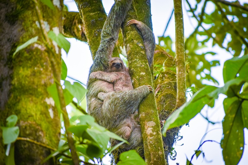 Sloths