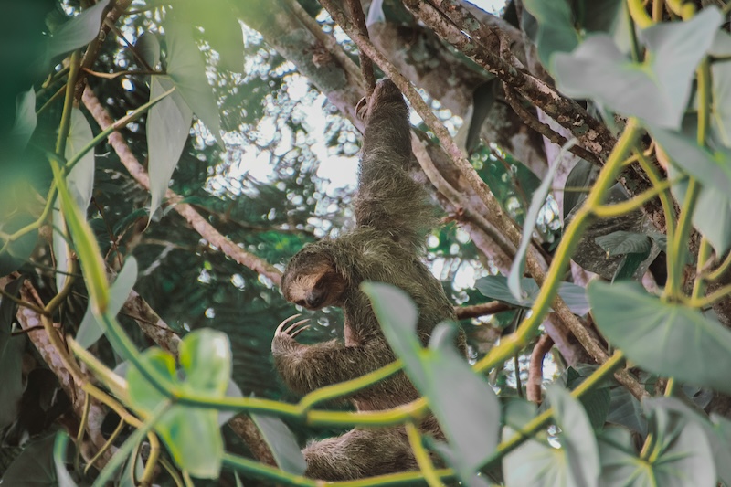 Sloths