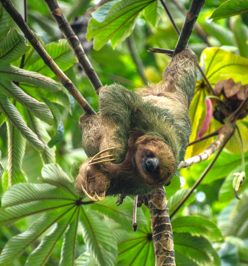 Sloths