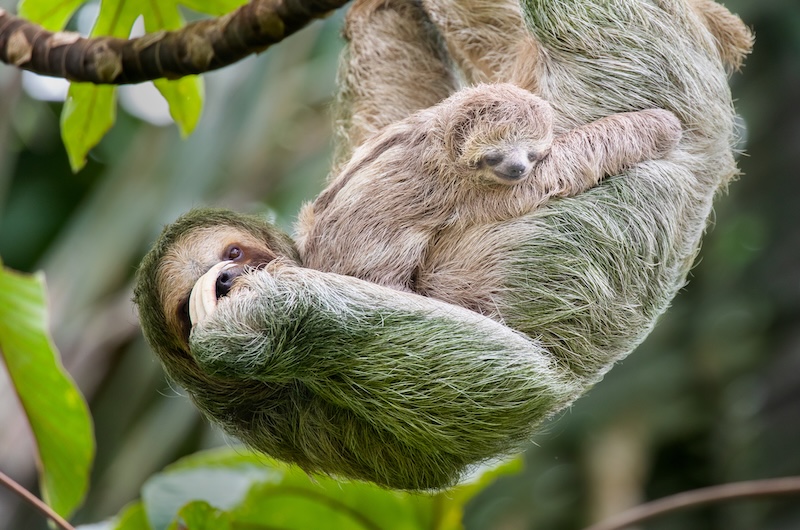 Sloths