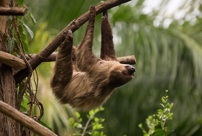 Sloths