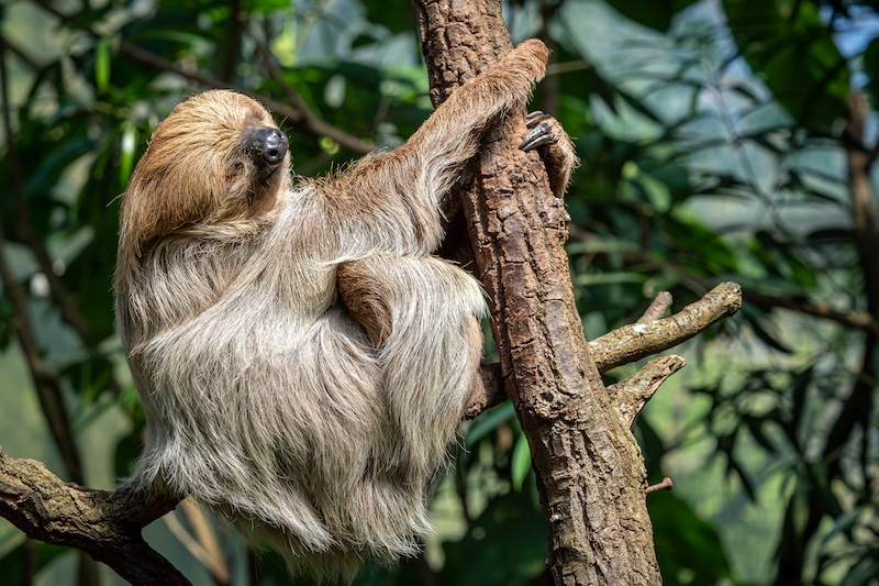 Sloths