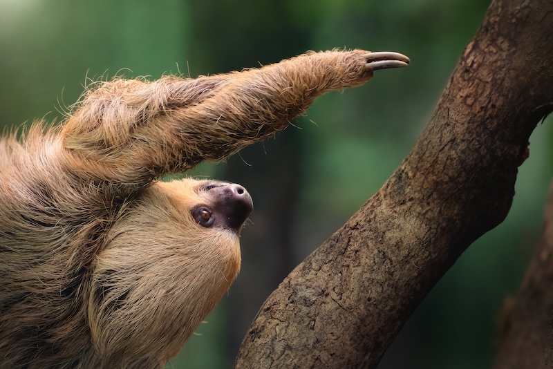 Sloths
