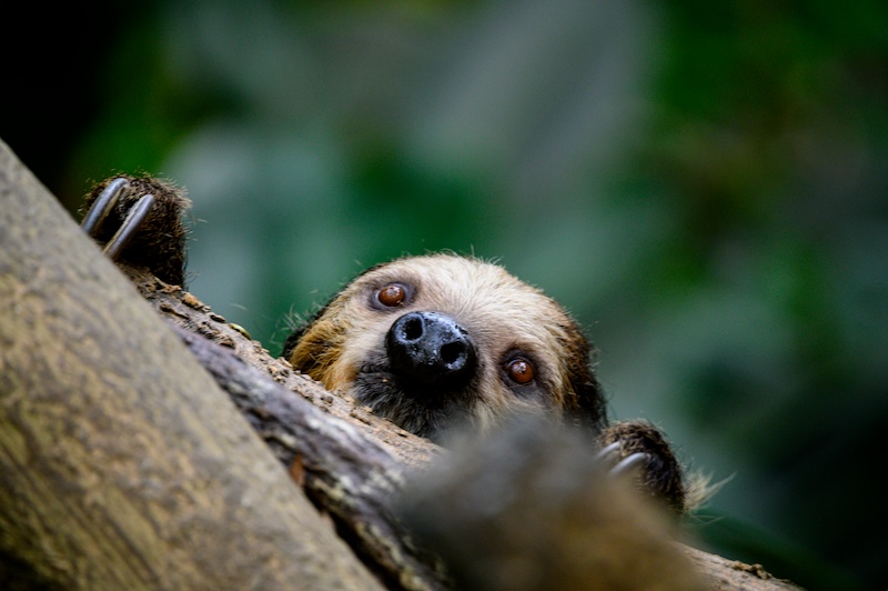 Sloths