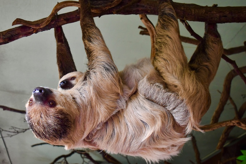 Sloths