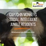 Capuchin Monkey