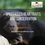 Spectacled Bear Traits and Conservation