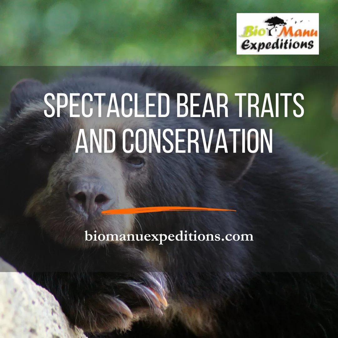 Spectacled Bear Traits and Conservation