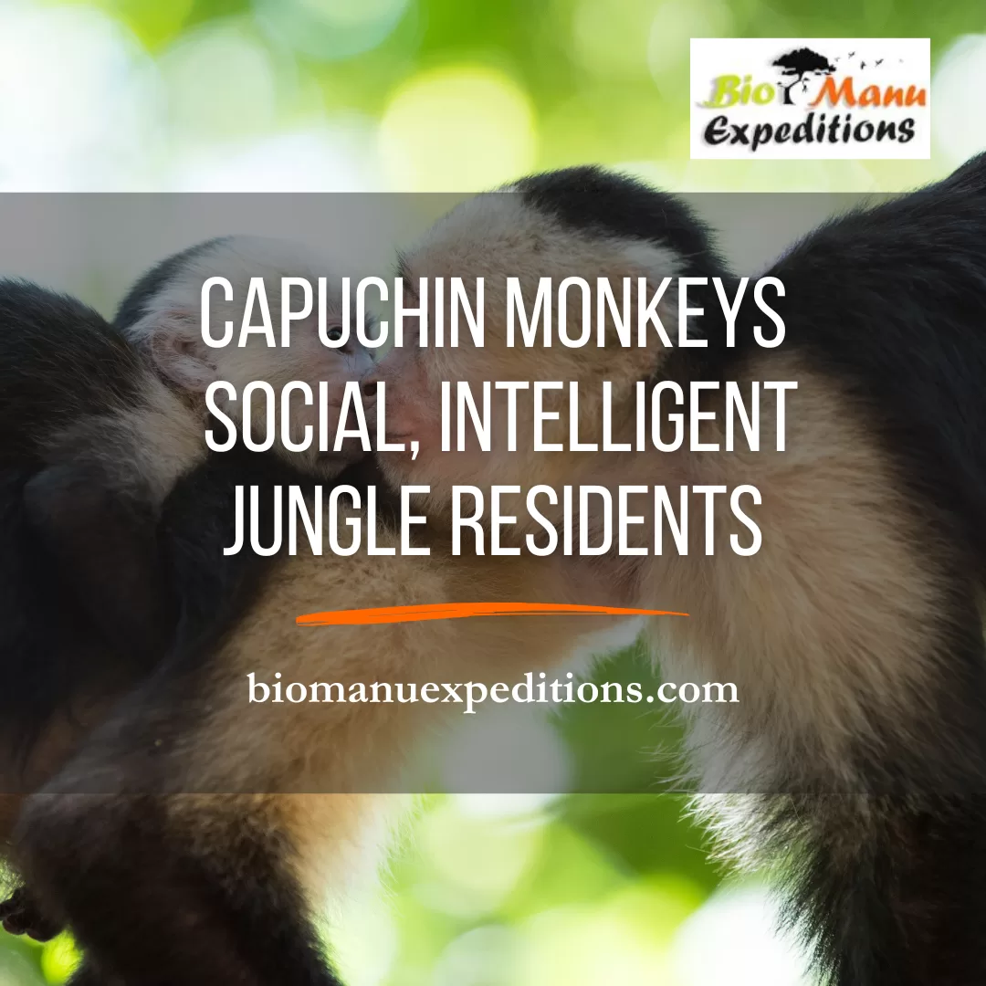 Capuchin Monkey